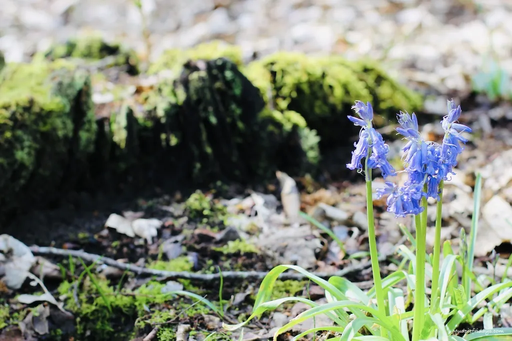 A single bluebell with moss and woodland floor behind