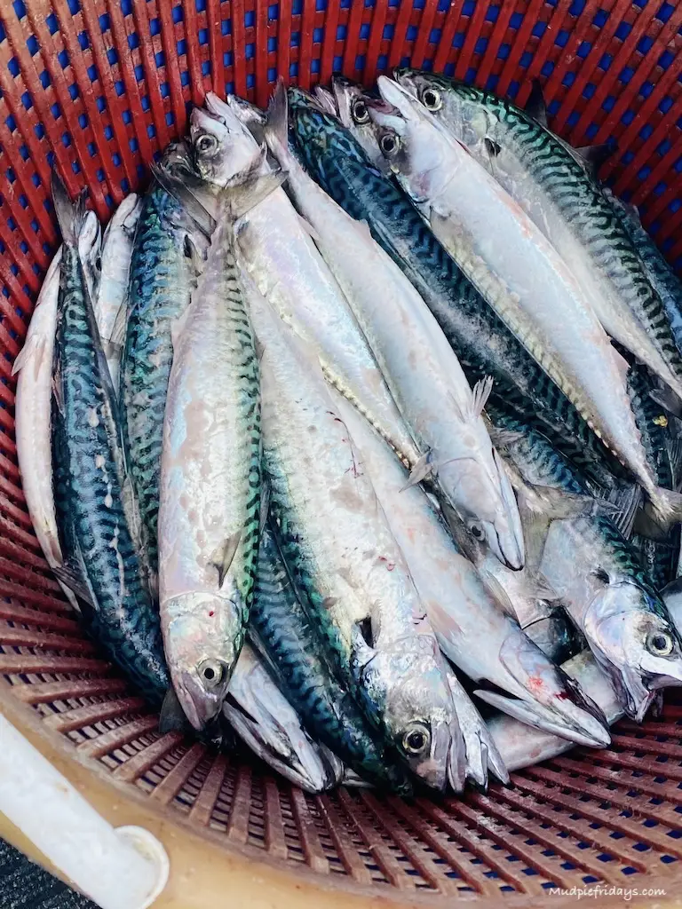 A big bucket of mackerel which we caught