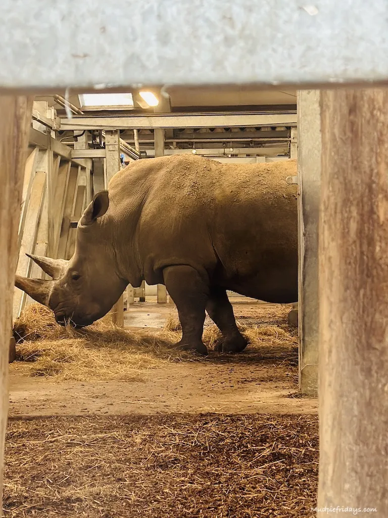 The white rhino in its enclosure at Marwell Zoo