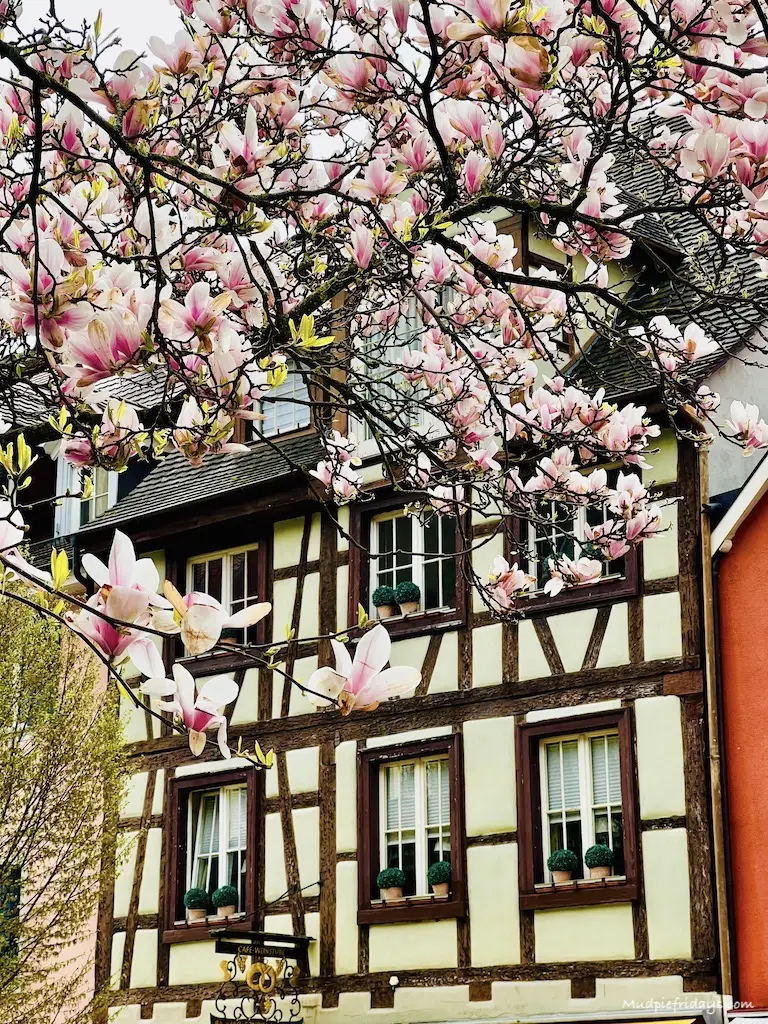 Pretty magnolia tree in bloom in front of the half timber houses in Meersburg Germany