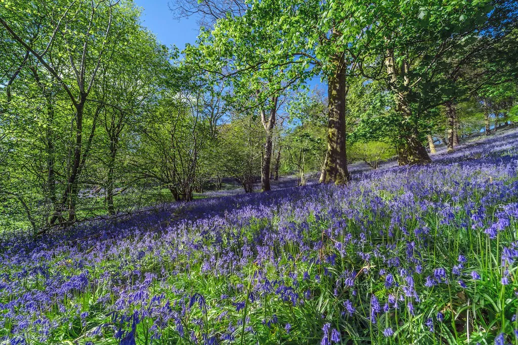 A carpet of blue in a bluebell woodland walk in Surrey