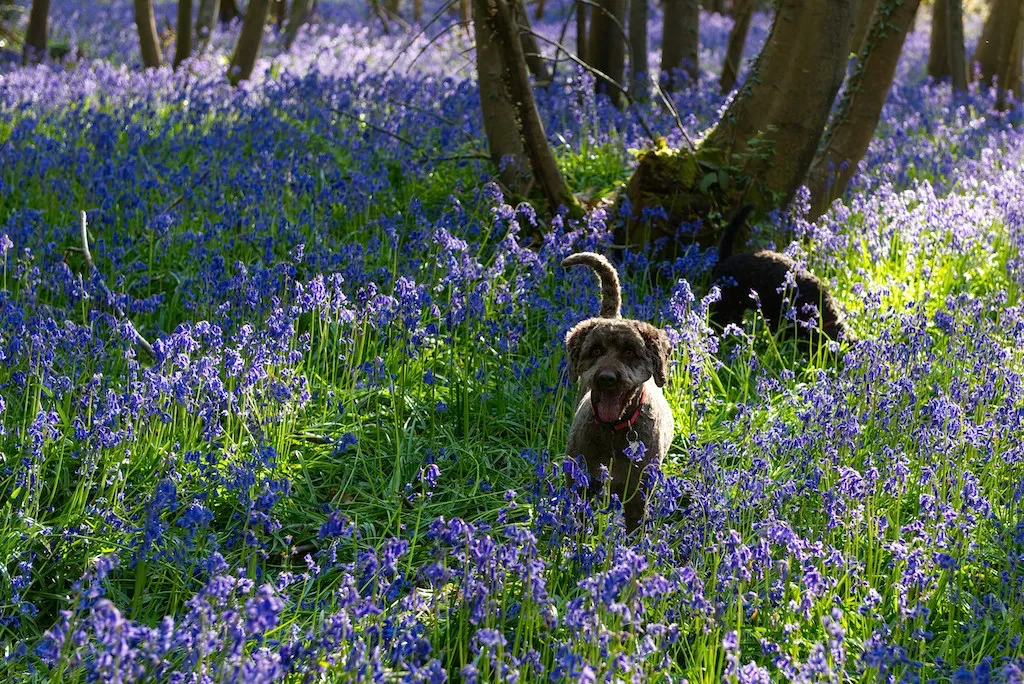 A dog in a sea of blue flowers with sunlight in the background