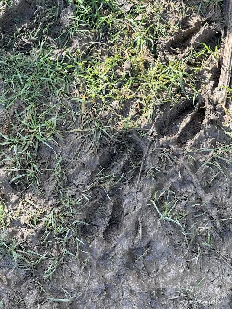 deer tracks in the mud from the Knepp Castle Estate