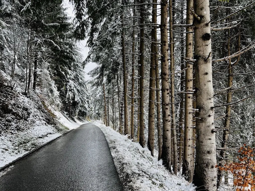 The snowy road and pine trees