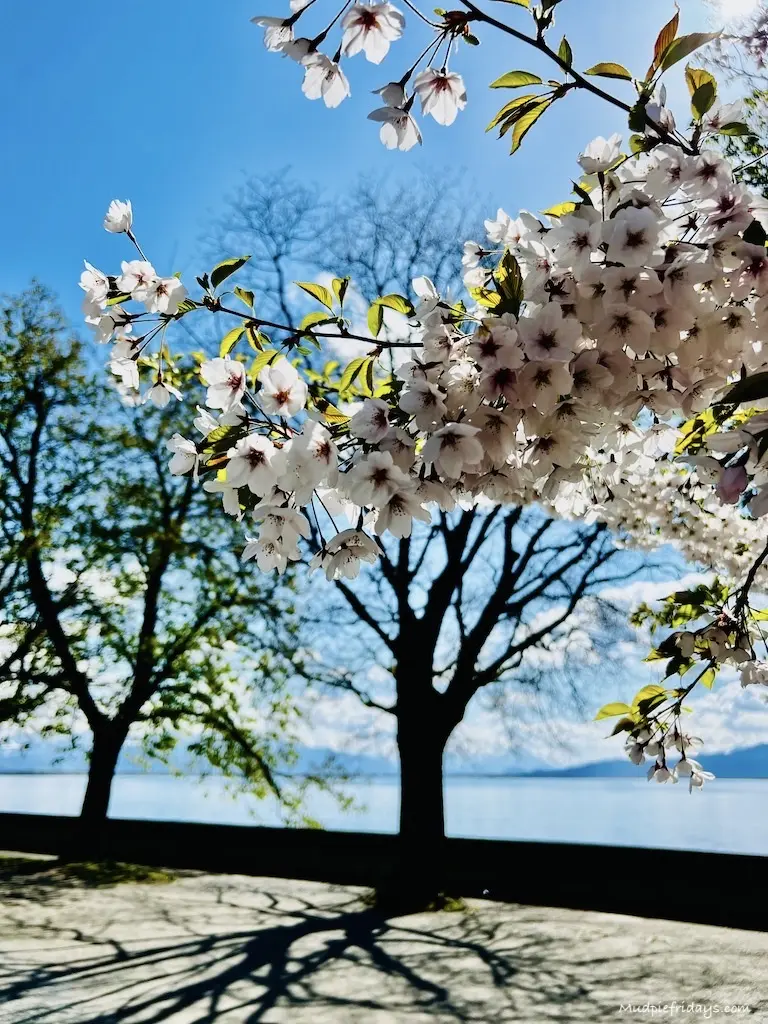 Blossom trees on the shores of the lake with the sun shining