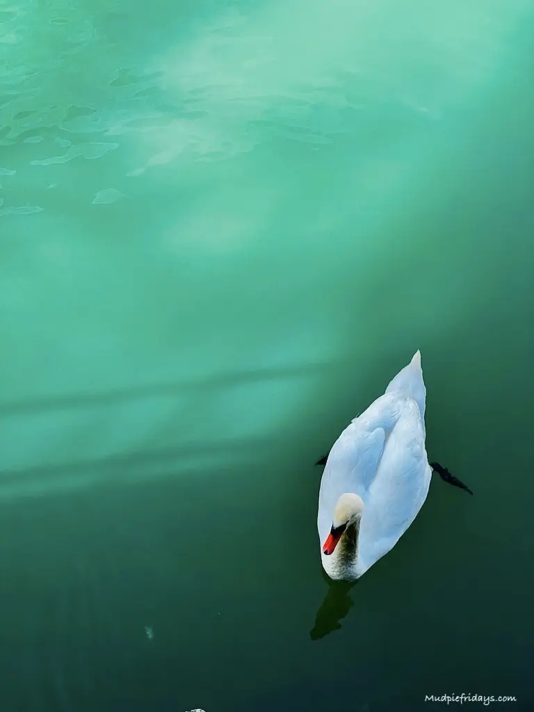 A swan on green waters
