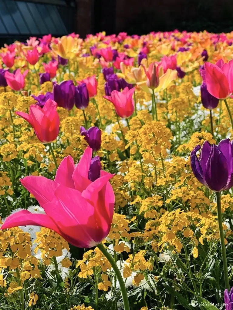 Tulips in the botanical gardens in Stuttgart