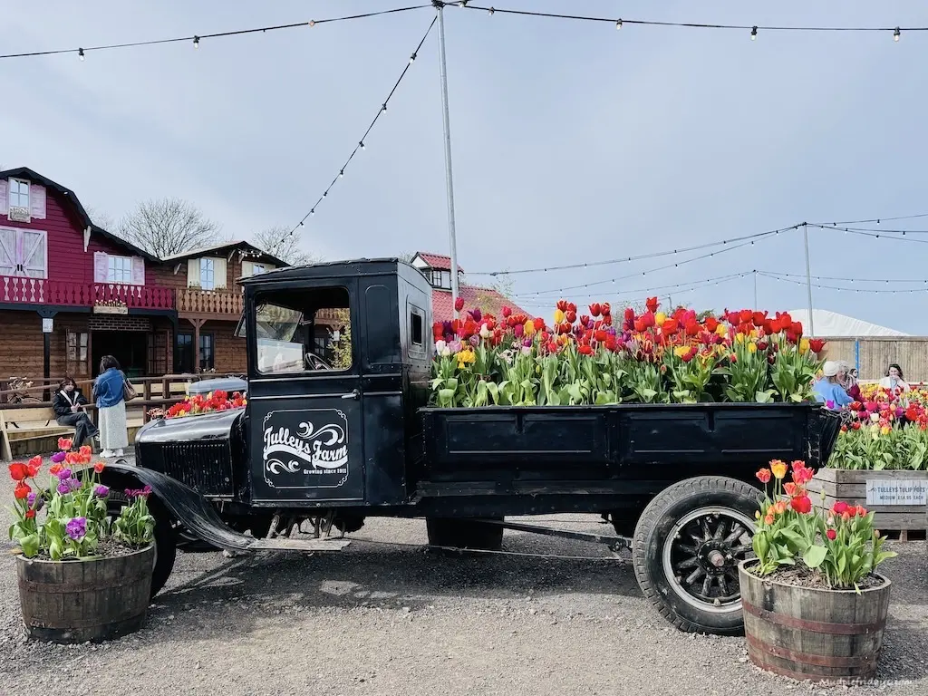 One of the photo opportunities an old black truck with colourful flowers