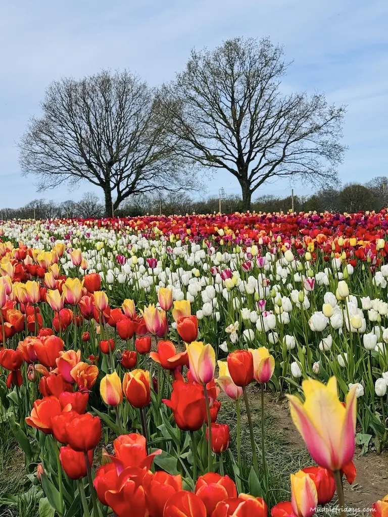 Lots of different colours of tulips in rows