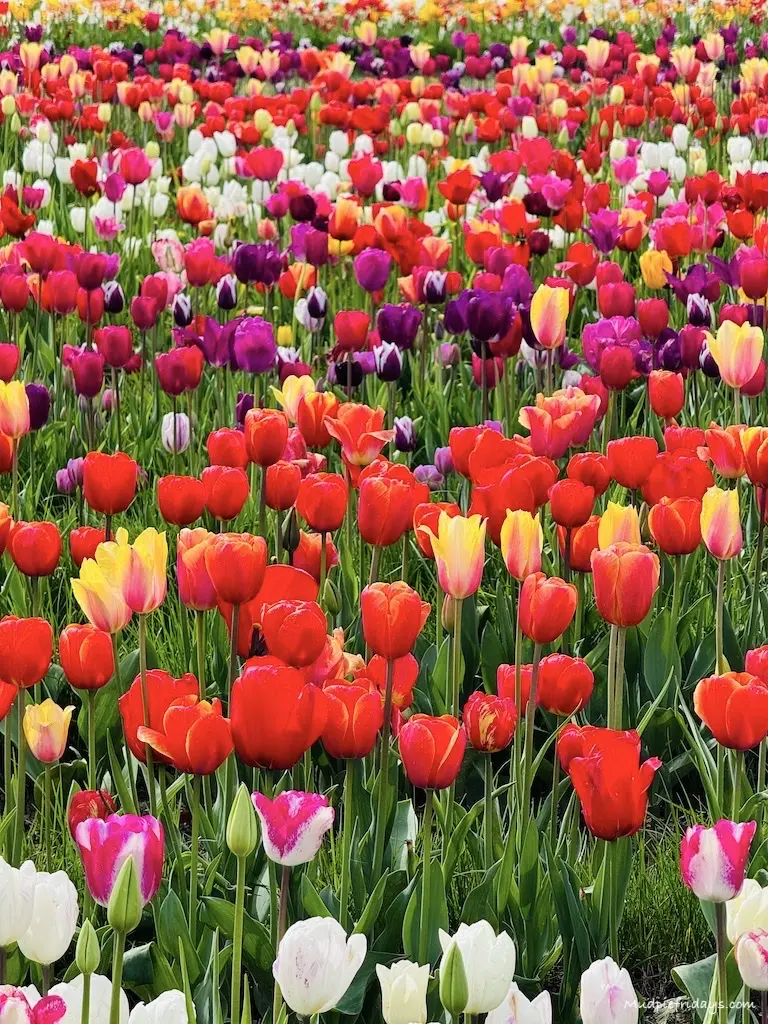 Lots of different colours of tulips in rows