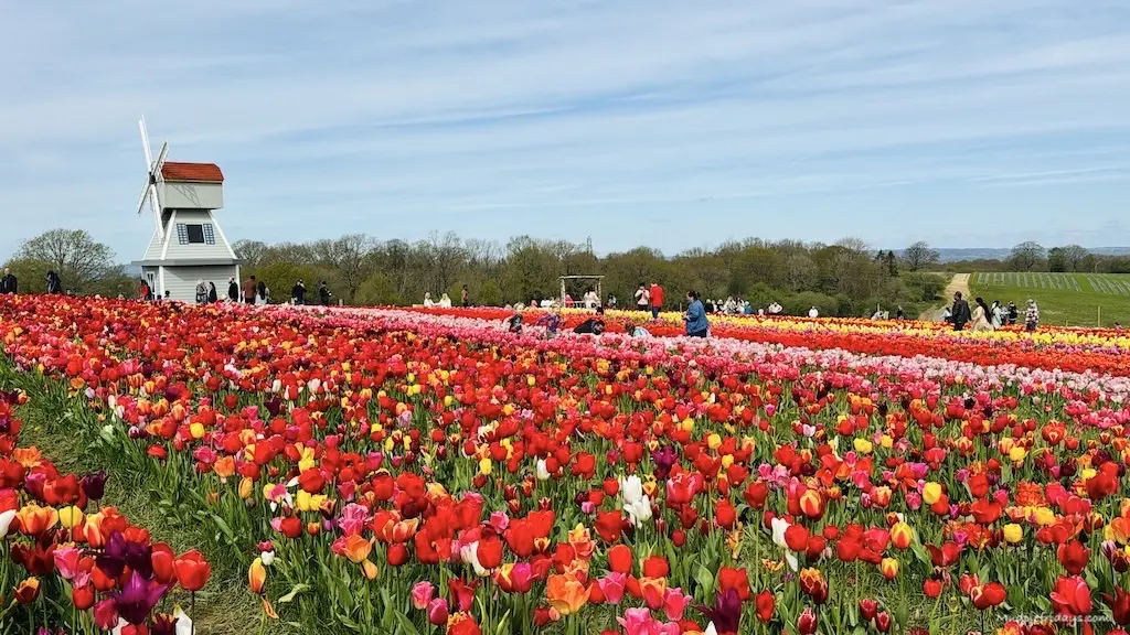 Lots of different colours of tulips in rows with a windmill in the background