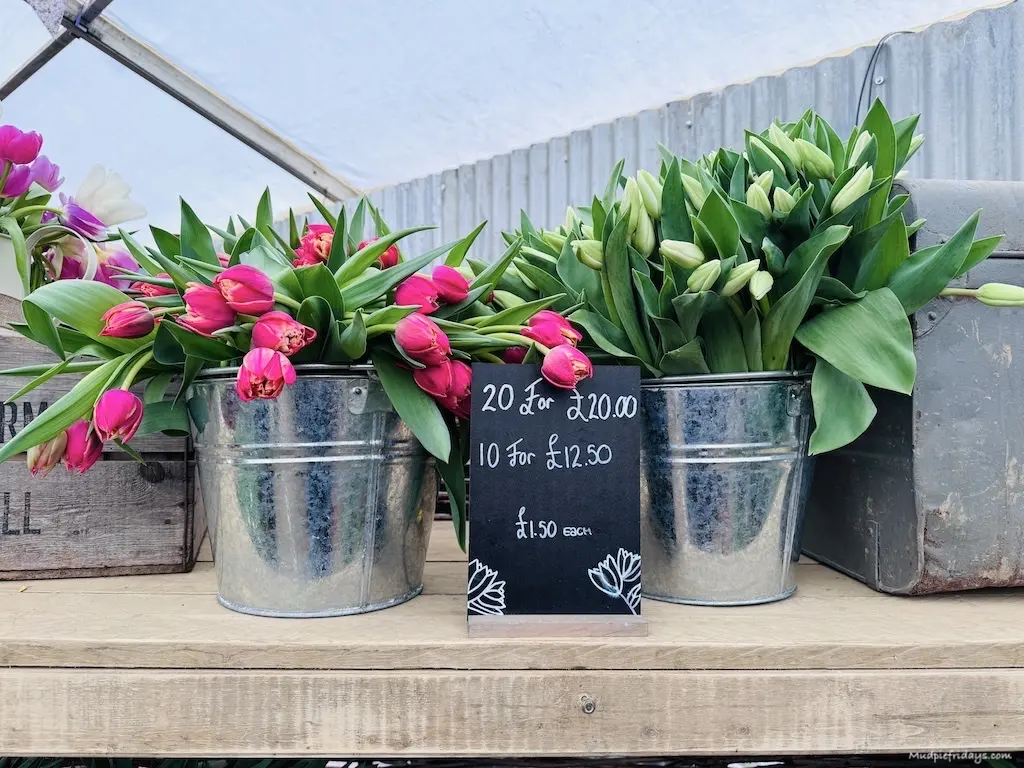 two silver buckets of tulips in for sale