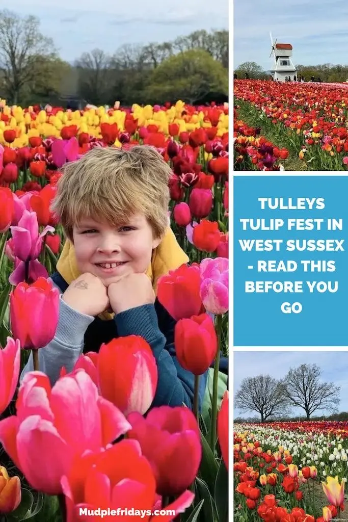 Tulleys Tulip Fest in West Sussex - Read This Before You Go