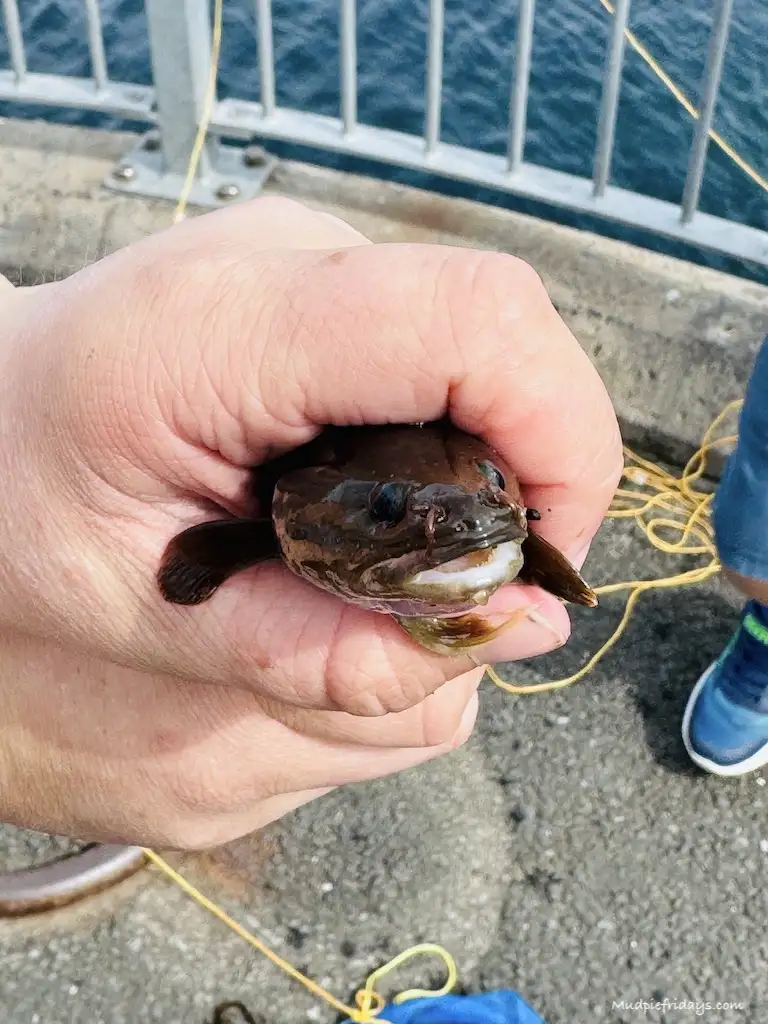 Charlie holding an ell that we caught while crabbning seahouses