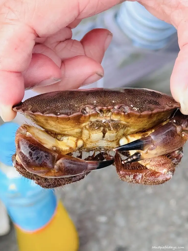 Charlie holding a brown crab that we caught crabbing in Northumberland