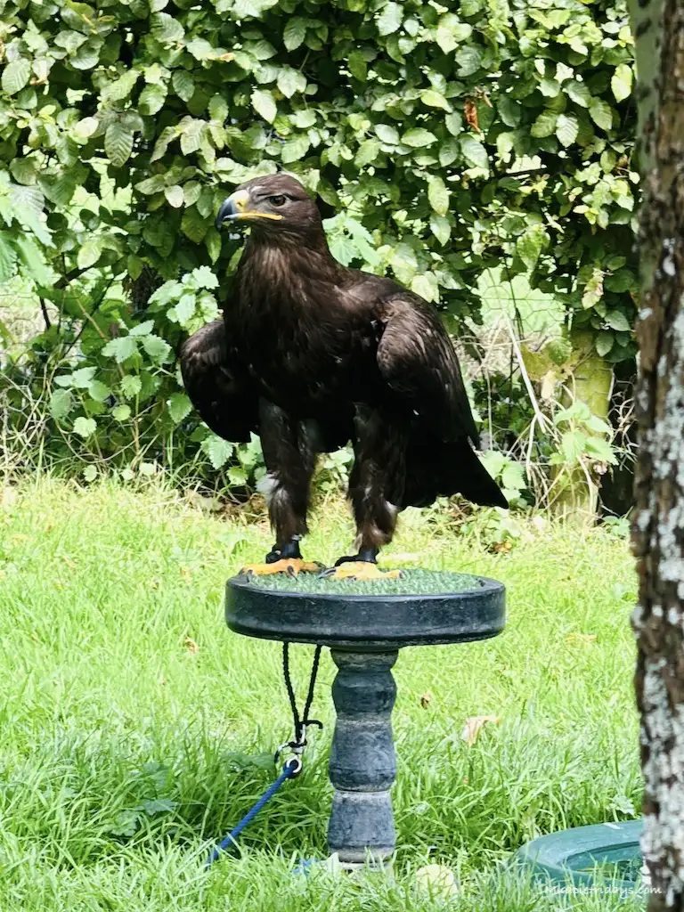 A tethered Russian Steppe Eagle at the onsite falconry centre 