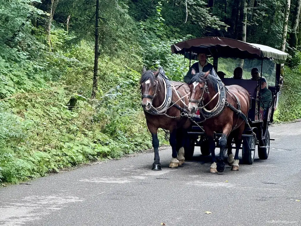 One of the horse and traps which take you up the hill to the entrance to Partnach Gorge in germany
