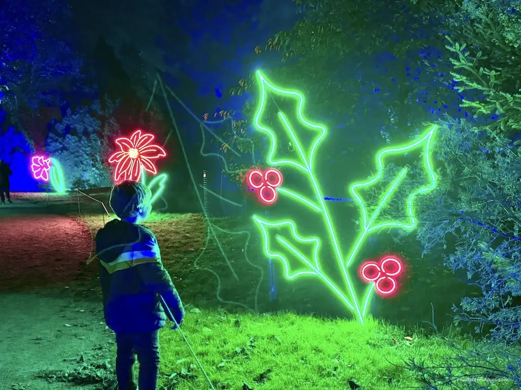 Harry in front of the holly lights at Christmas at Bedgebury