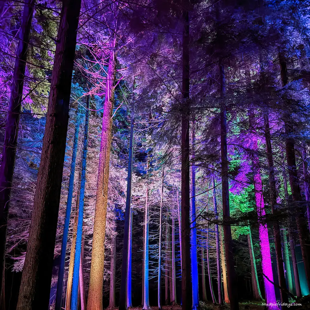 All the trees in the woodland lit up