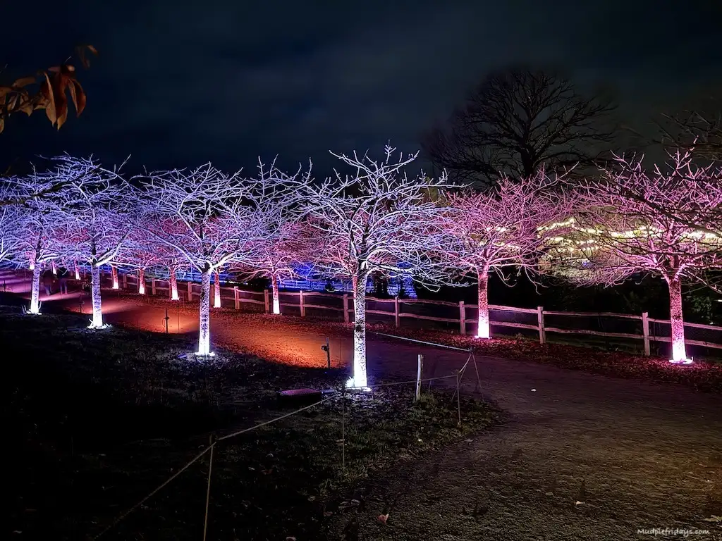 All the trees in the woodland lit up