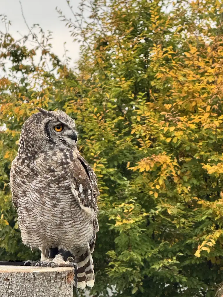 An owl at the bird of prey show