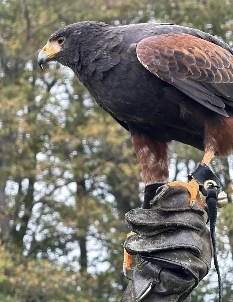 Harris hawk at the birds of prey show at Leeds Castle
