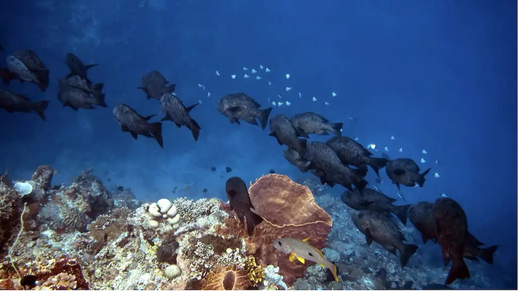 How to Pick Your First Galapagos Liveaboard Boat on a Budget