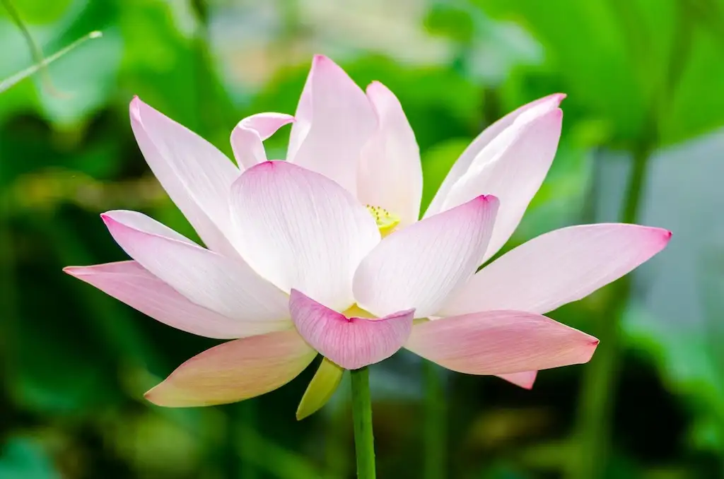 How to Create a Garden That Looks Good All Year Round