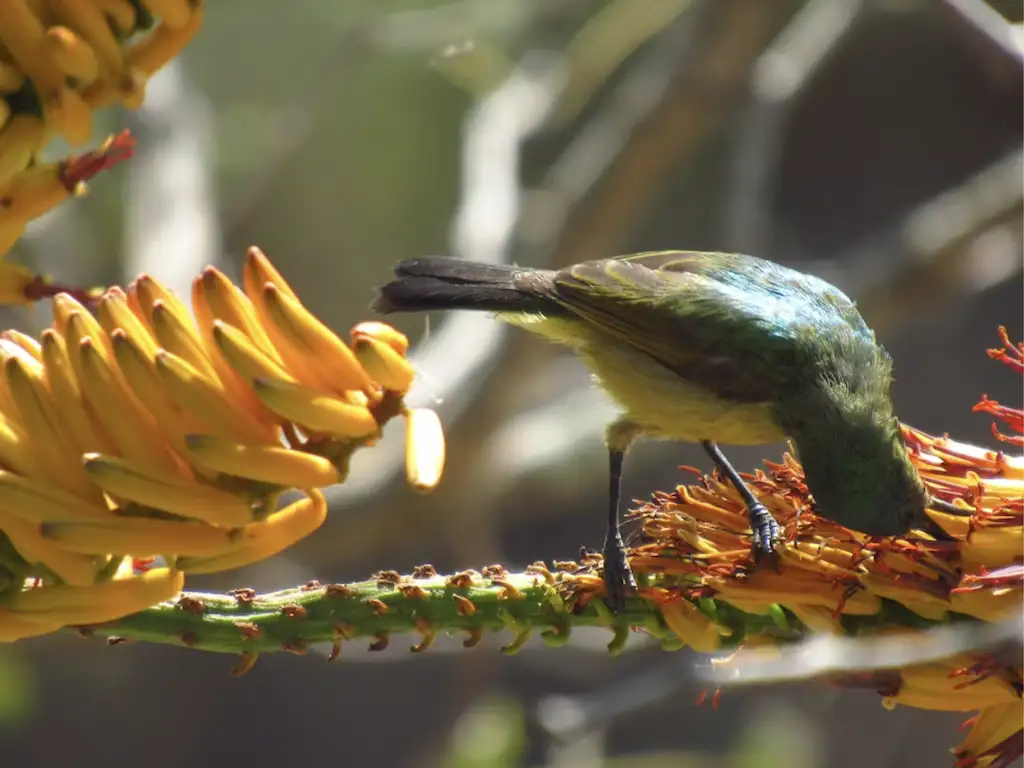 Flower delivery in South Africa: a guide to native Cape blooms