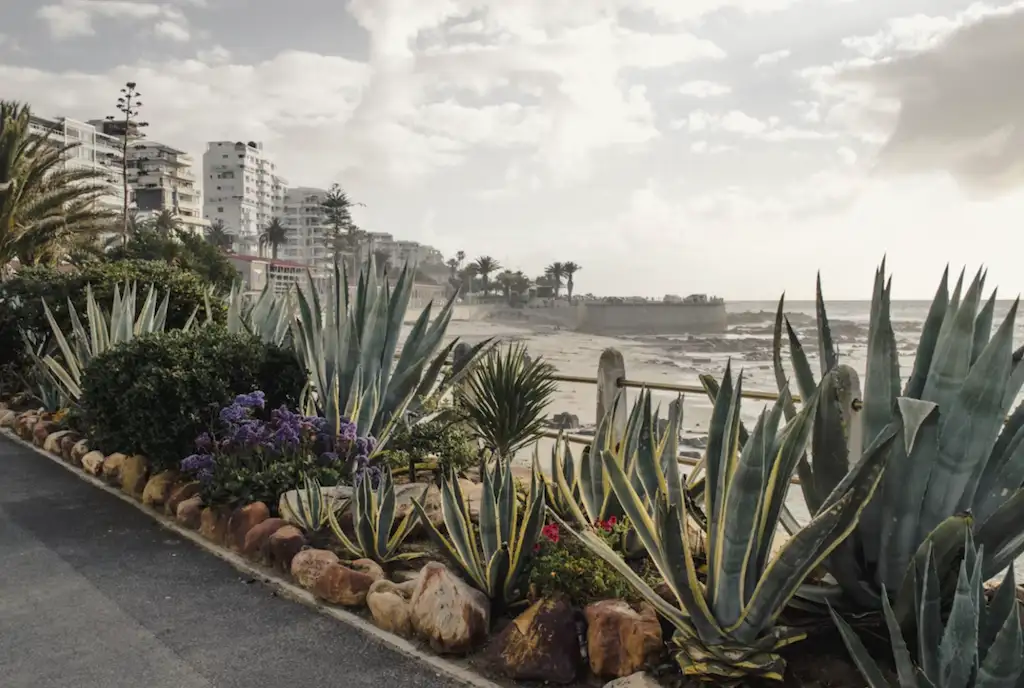 Flower delivery in South Africa: a guide to native Cape blooms