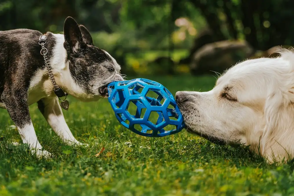 Keeping Your Pet Happy and Healthy at Home