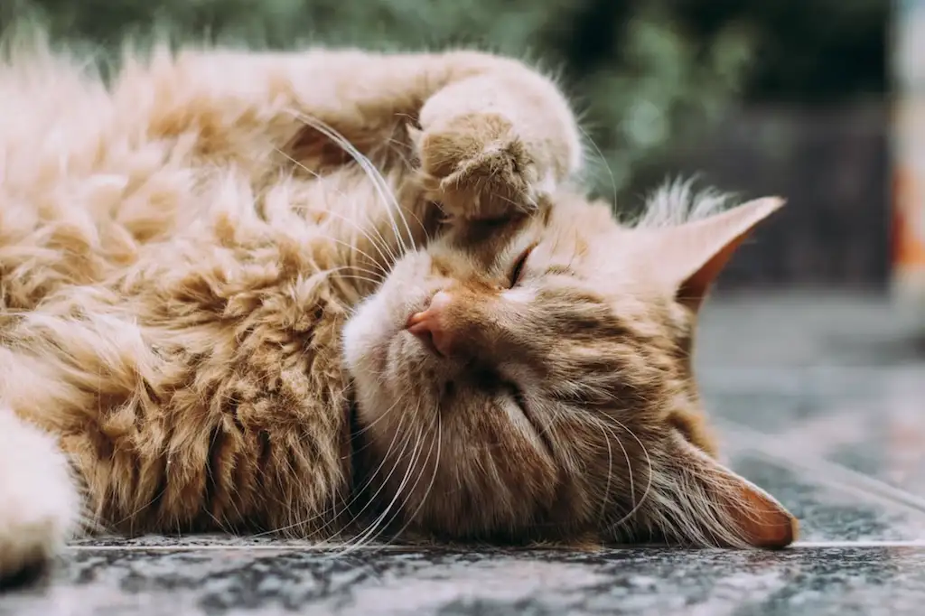 6 Senior Cat Insurance Providers Worth Comparing in 2026